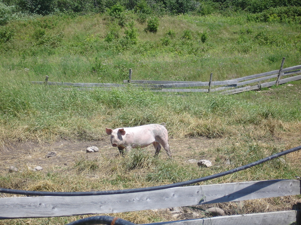 Pig in a fenced pasture area with grass and trees