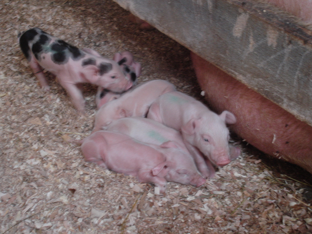 Piglets resting on clean barn bedding near the sow